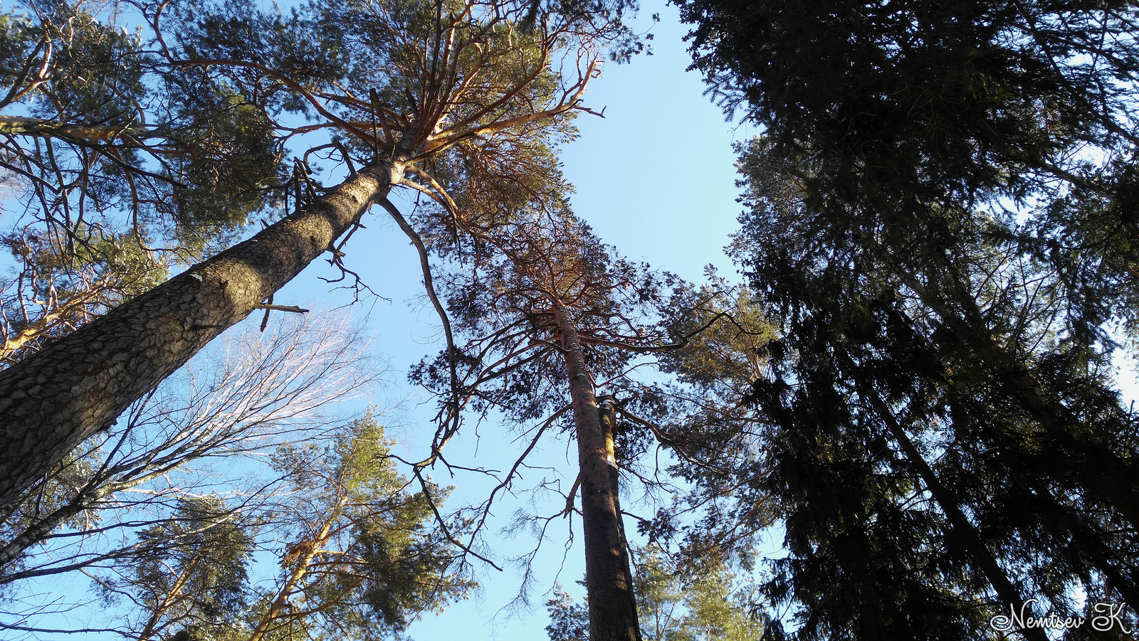 Memories of winter - My, Mari El, Rhuem, Pine Forest, Winter, March, Video, Longpost