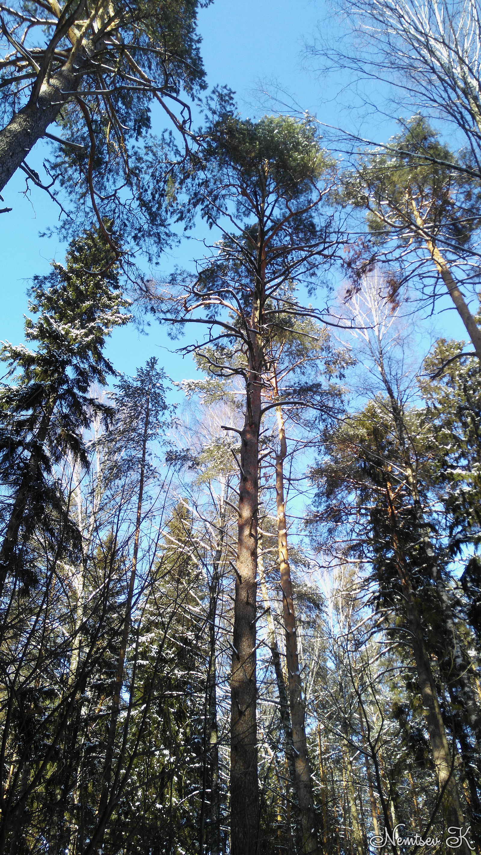 Memories of winter - My, Mari El, Rhuem, Pine Forest, Winter, March, Video, Longpost