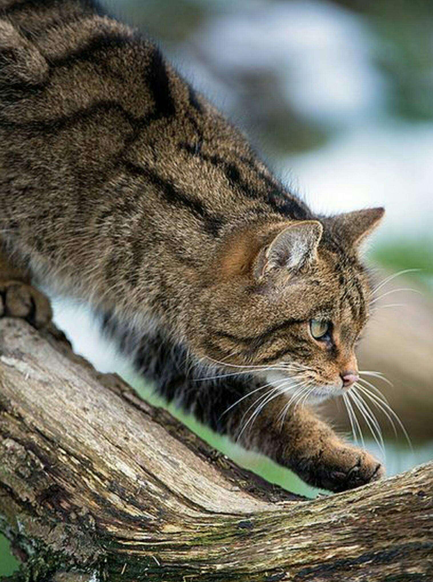 Hunter - cat, Predator, Predatory animals