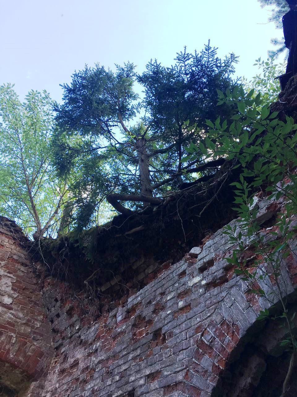 Abandoned church in the Meshchersky forests - My, Abandoned, Church, Abandoned place, Meshchera, Ruin, Longpost