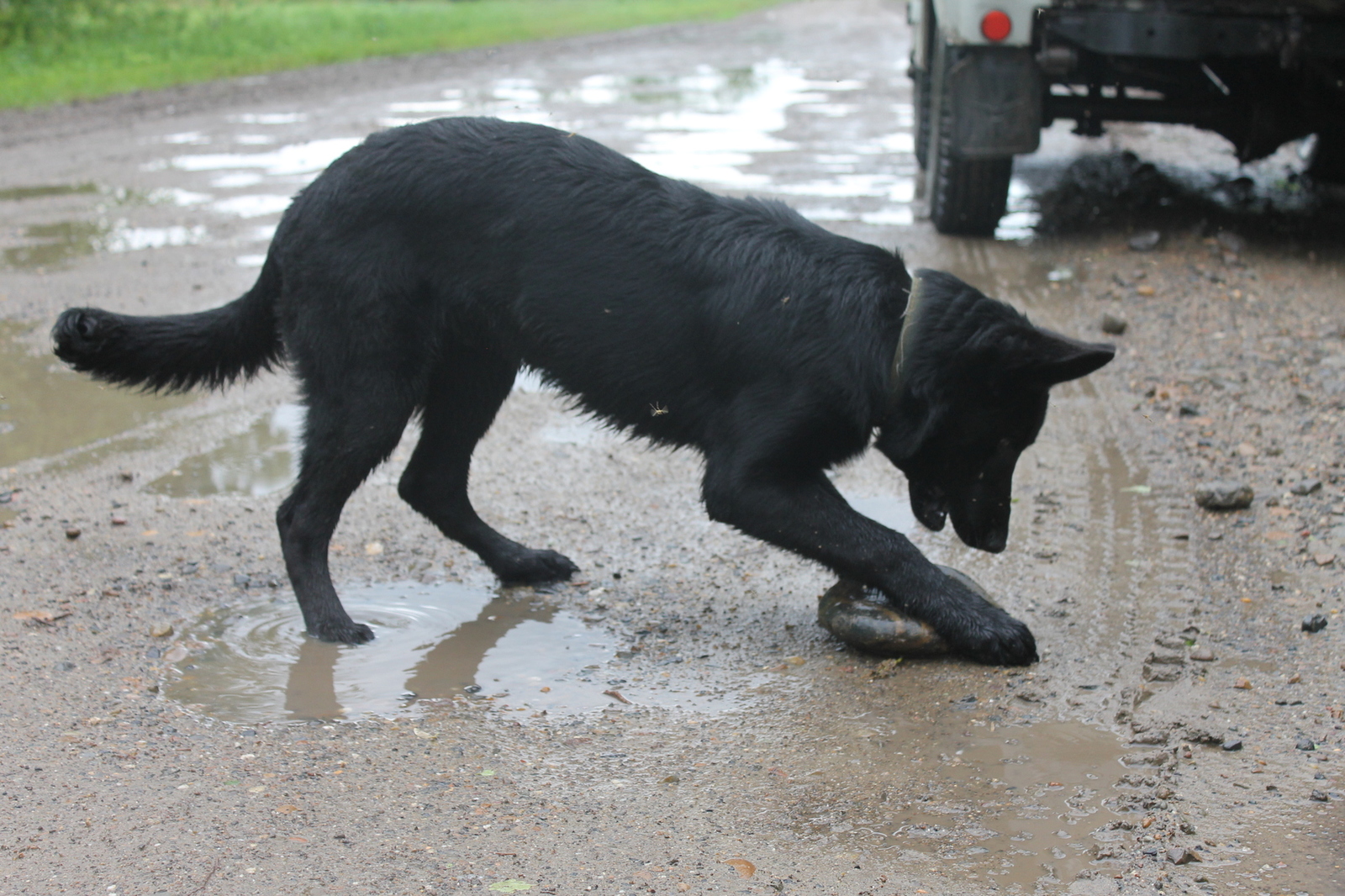 The dog is gone. - Theft, German Shepherd, Tomsk, Longpost