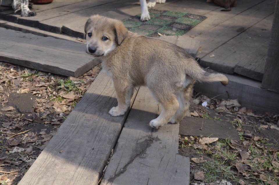 Friends - My, Dog, Cur, Spaniel, Russian spaniel, Puppies, Longpost