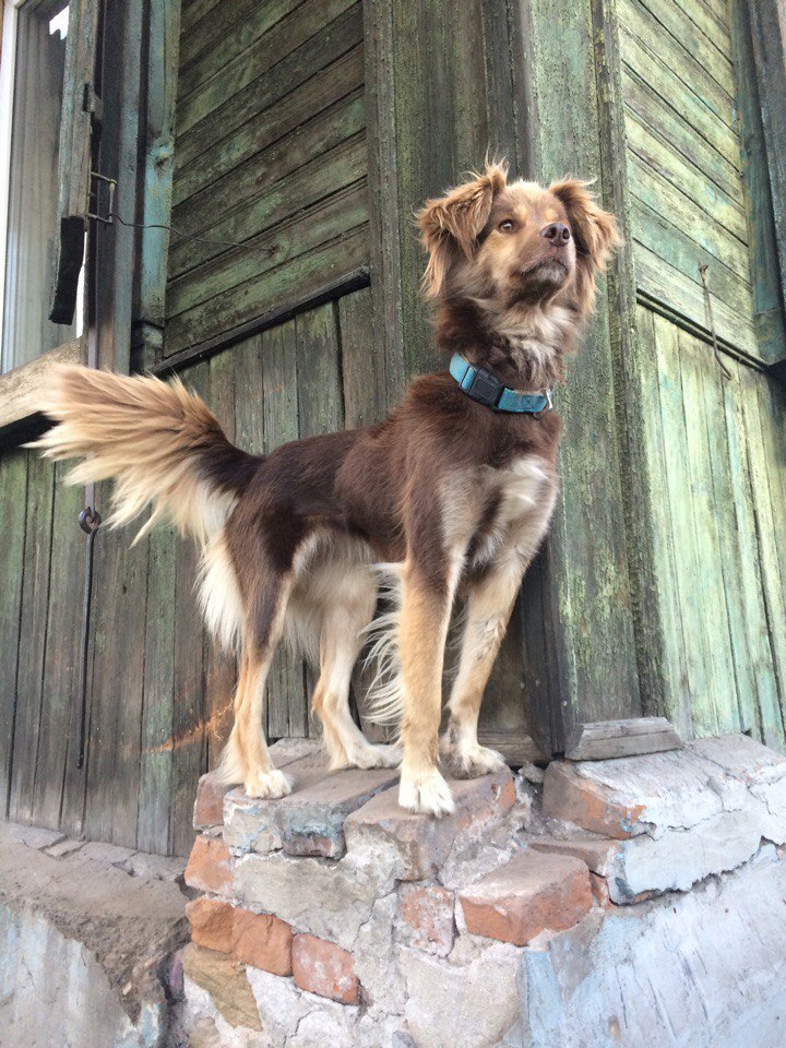 Friends - My, Dog, Cur, Spaniel, Russian spaniel, Puppies, Longpost