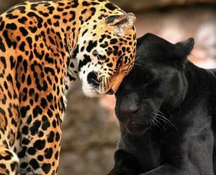 Unusual friendship - Jaguar, Panther, Friendship of Peoples, Longpost