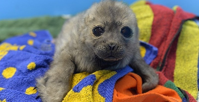 Rescued seal cub lives with people and behaves like a cat - Wild animals, Not mine, From the network, Longpost, Seal