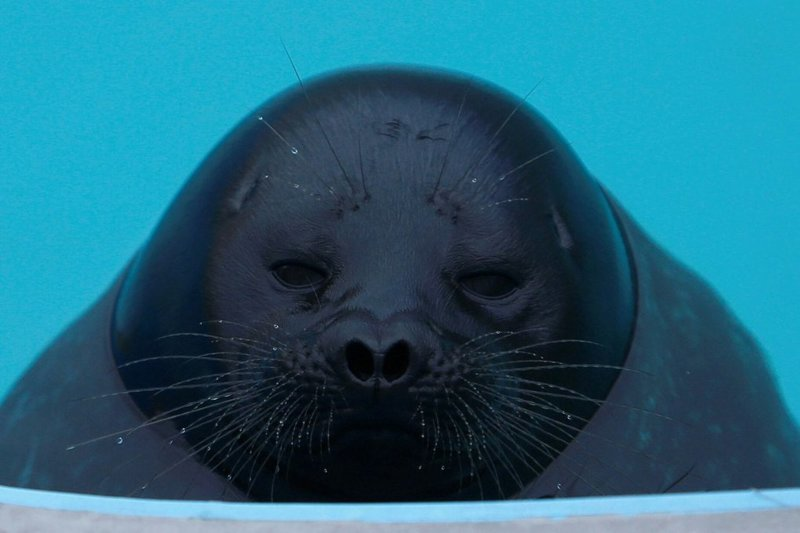 Rescued seal cub lives with people and behaves like a cat - Wild animals, Not mine, From the network, Longpost, Seal