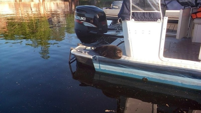 Rescued seal cub lives with people and behaves like a cat - Wild animals, Not mine, From the network, Longpost, Seal