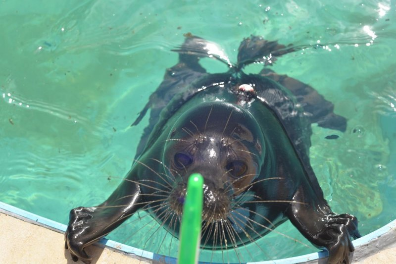 Rescued seal cub lives with people and behaves like a cat - Wild animals, Not mine, From the network, Longpost, Seal