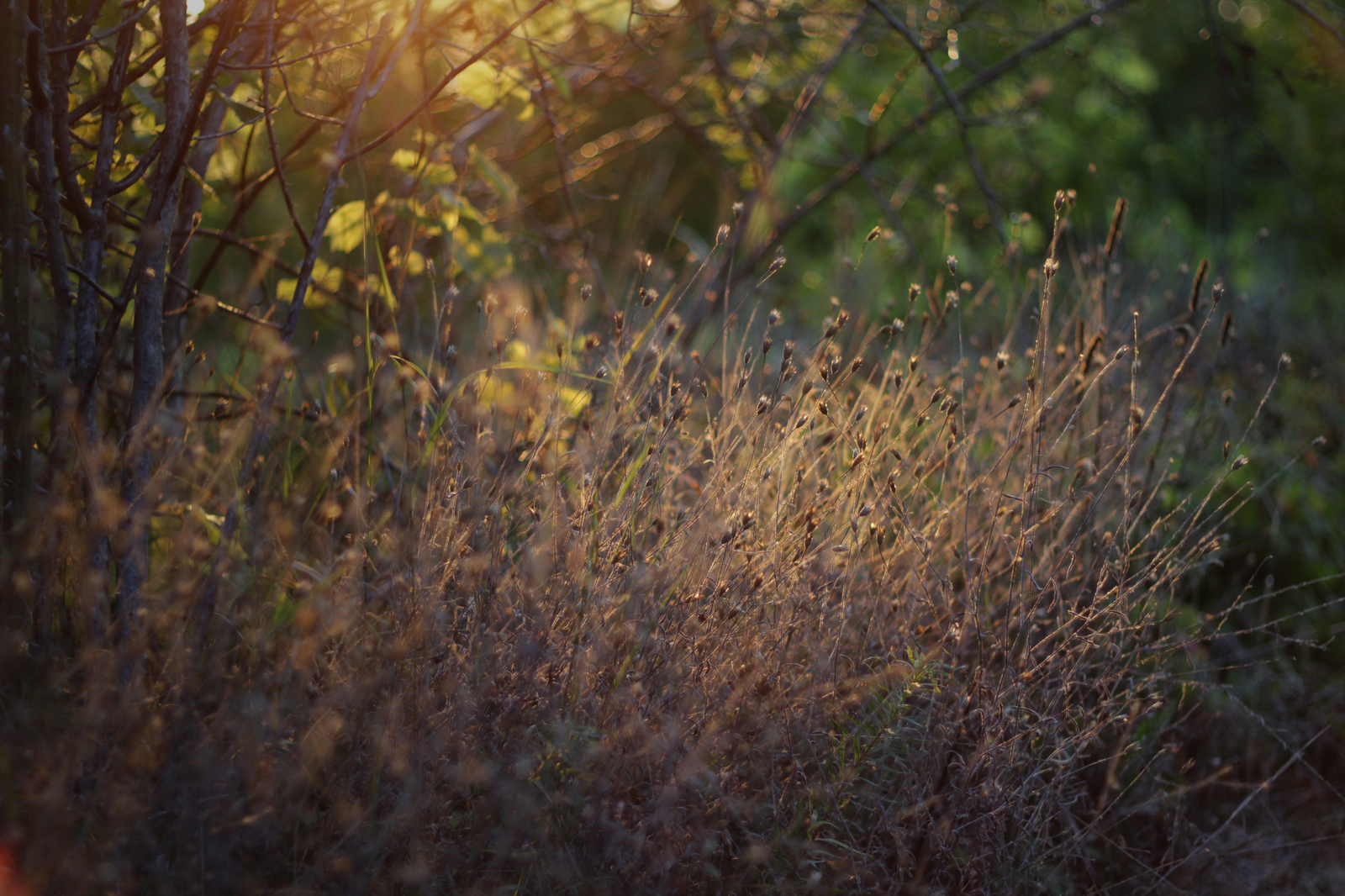 Photo on a Zenith lens attached to a canon. - My, Canon, Zenith, Lenses, Counterguard