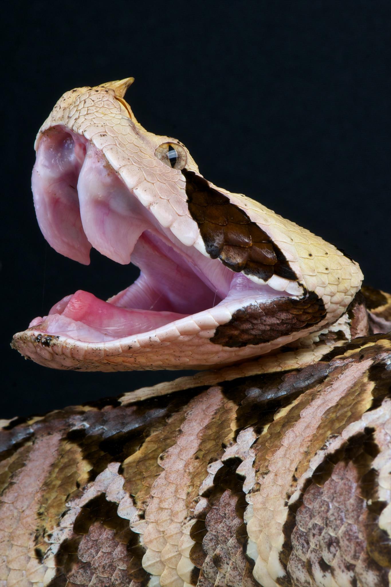 Gabonese viper - Vipers, Fangs