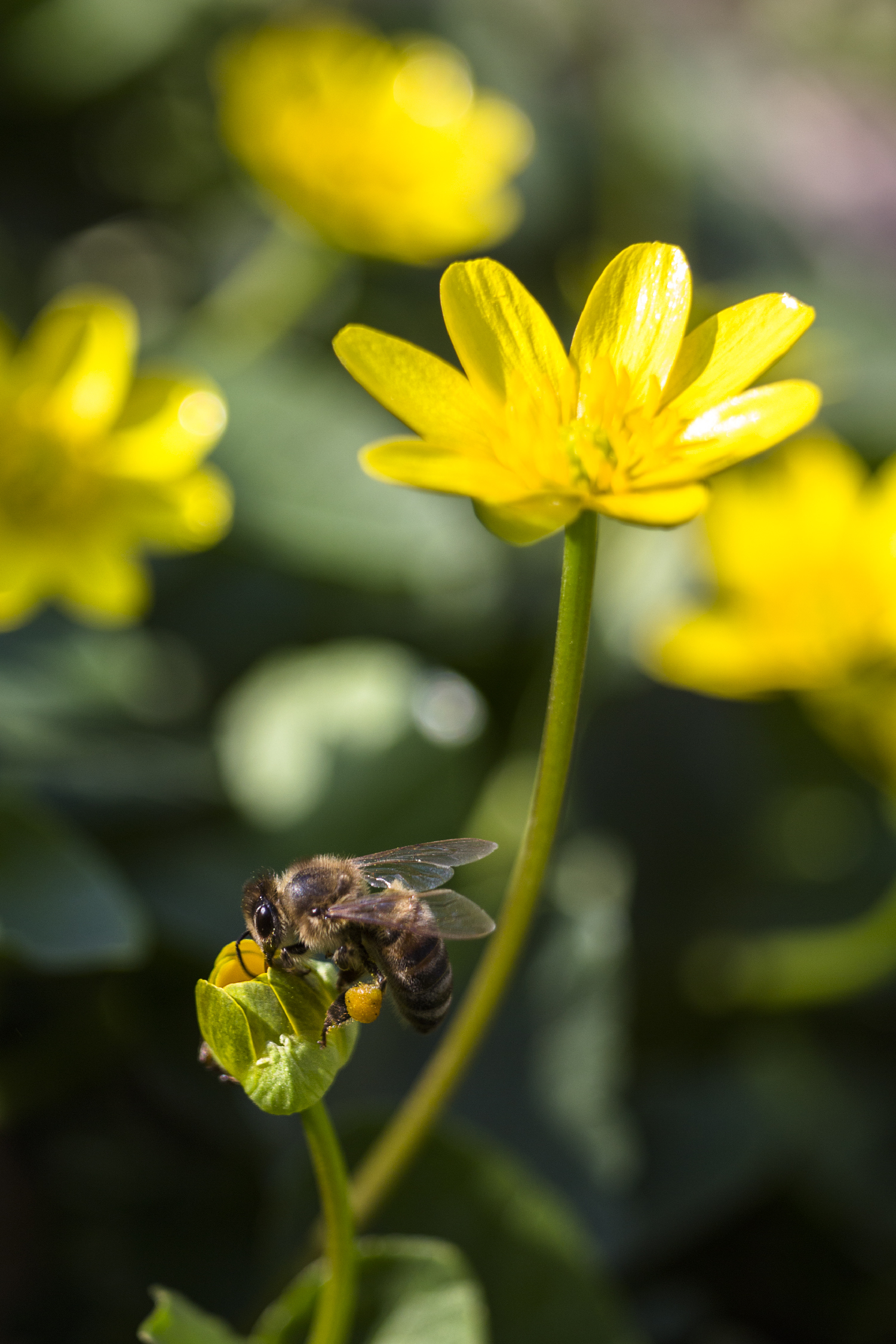 The new hunting season is open! - My, Macro, Insects, Flowers, Macro photography