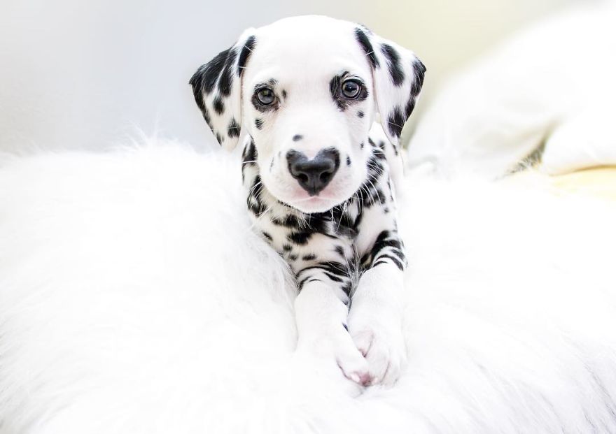 This puppy already stole your heart and now he has two of them - Milota, Puppies, Dalmatian, Heart, Dog, The photo, Longpost, , Heart