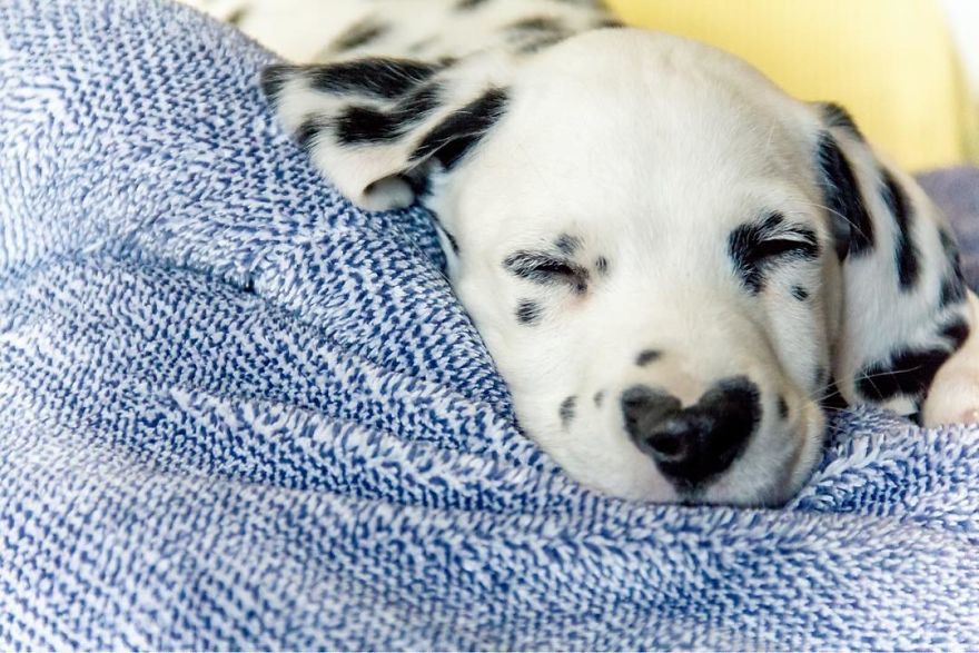 This puppy already stole your heart and now he has two of them - Milota, Puppies, Dalmatian, Heart, Dog, The photo, Longpost, , Heart