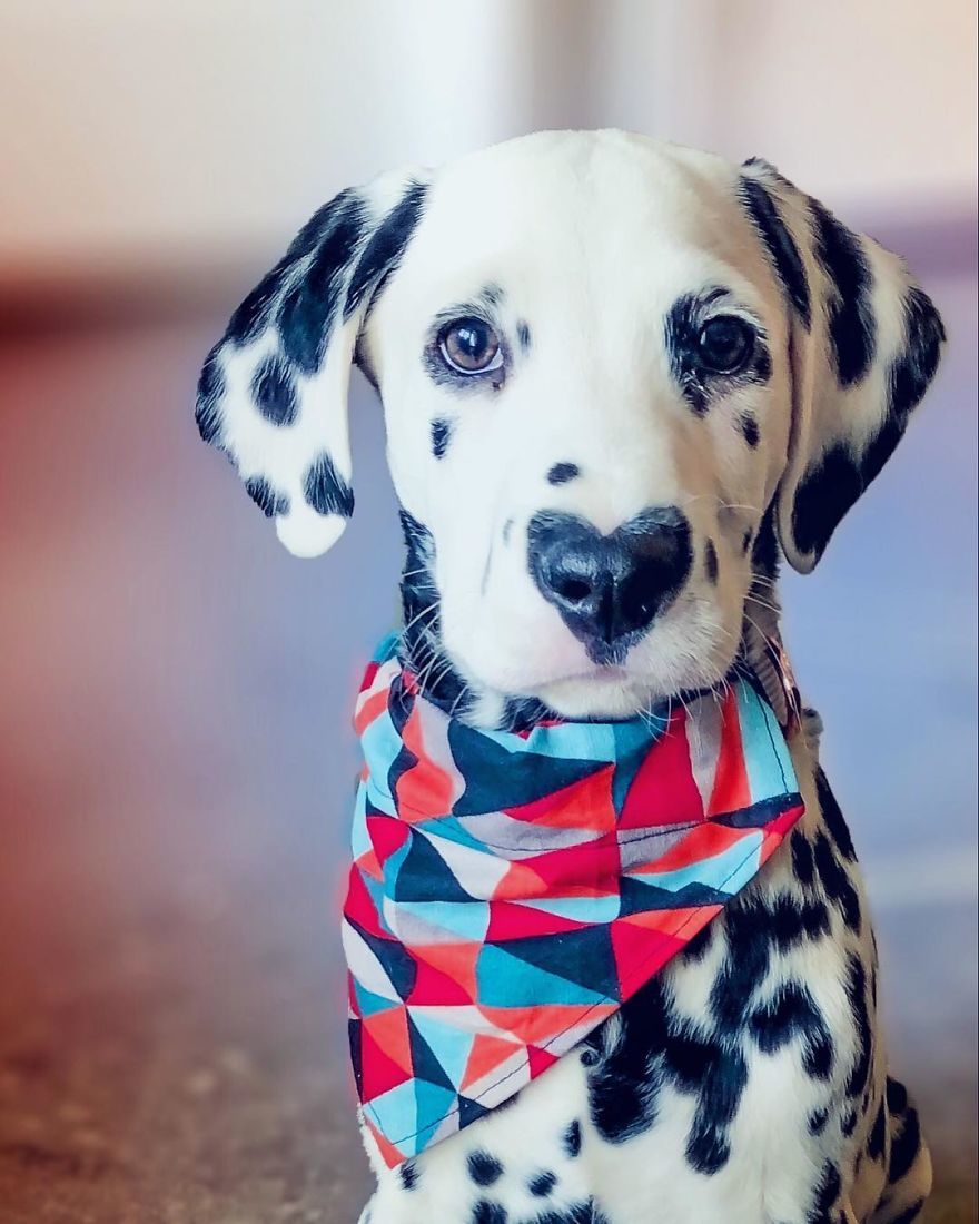 This puppy already stole your heart and now he has two of them - Milota, Puppies, Dalmatian, Heart, Dog, The photo, Longpost, , Heart