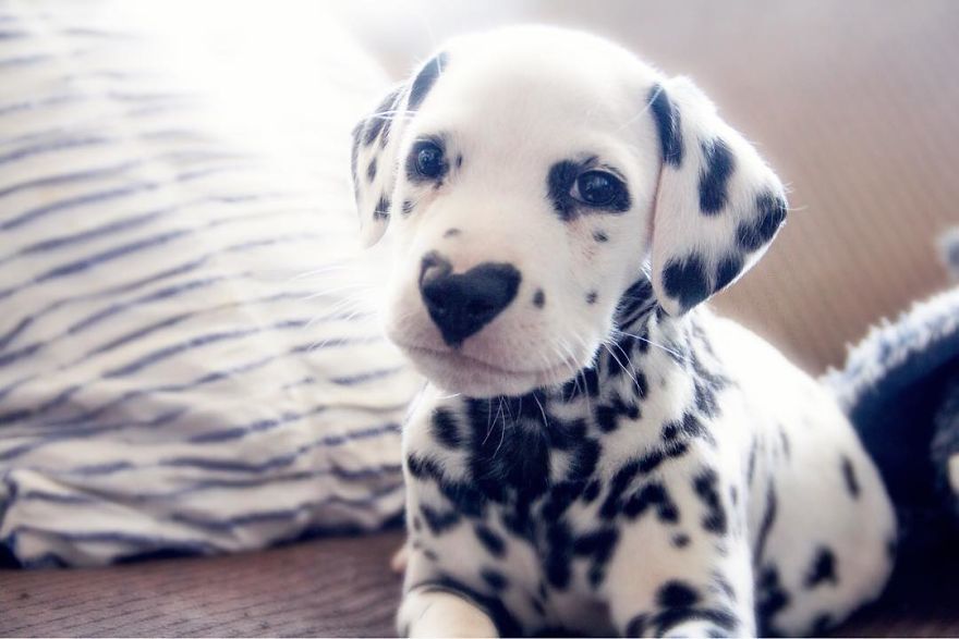 This puppy already stole your heart and now he has two of them - Milota, Puppies, Dalmatian, Heart, Dog, The photo, Longpost, , Heart