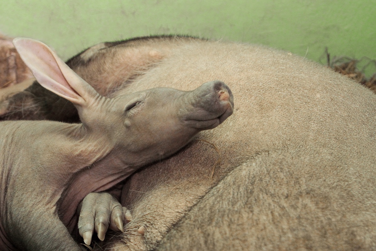 So that's what you are - an aardvark. - Aardvark, Zoo, Yekaterinburg, news, Longpost