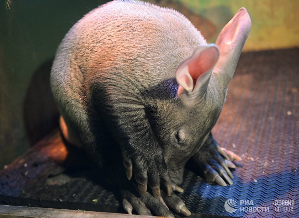 So that's what you are - an aardvark. - Aardvark, Zoo, Yekaterinburg, news, Longpost