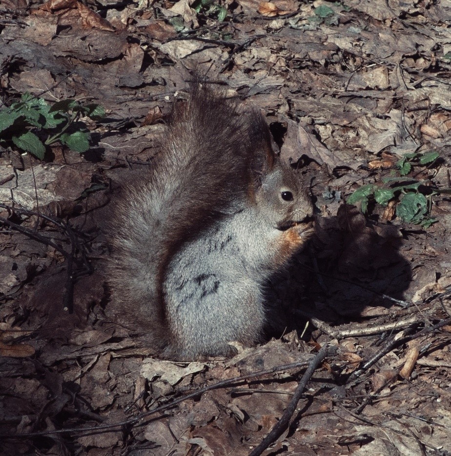 Izmailovsky Park came to life, but not happy))) - My, Spring, Izmailovsky park, Thrush, The photo, Squirrel, Beginning photographer, Longpost