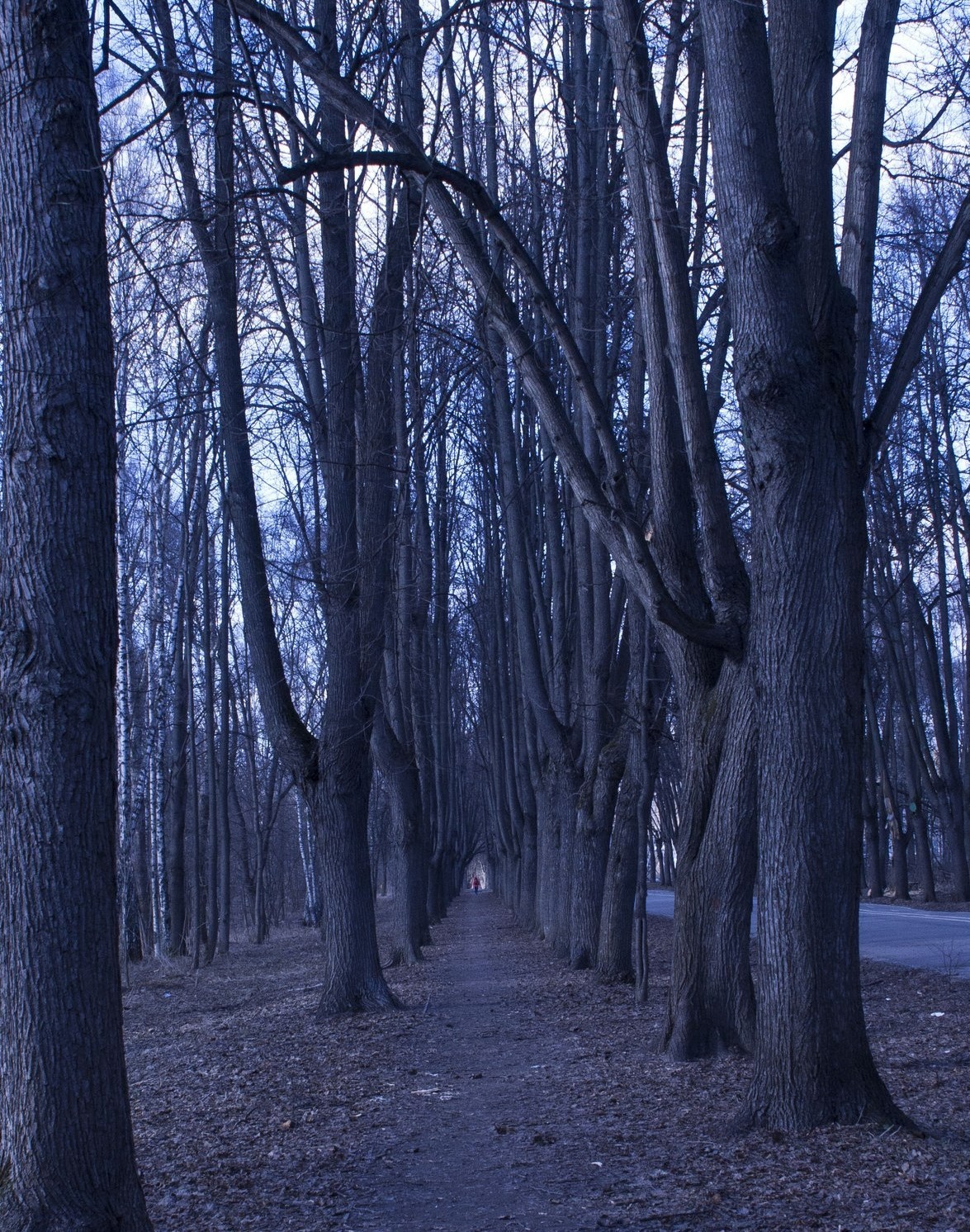 Izmailovsky Park came to life, but not happy))) - My, Spring, Izmailovsky park, Thrush, The photo, Squirrel, Beginning photographer, Longpost