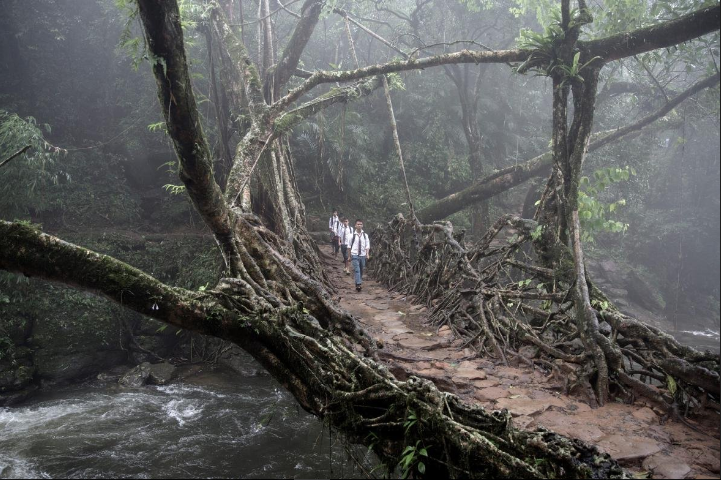 The man came to the river. He planted a tree on the shore. And the bridge grew. - India, Roots, 