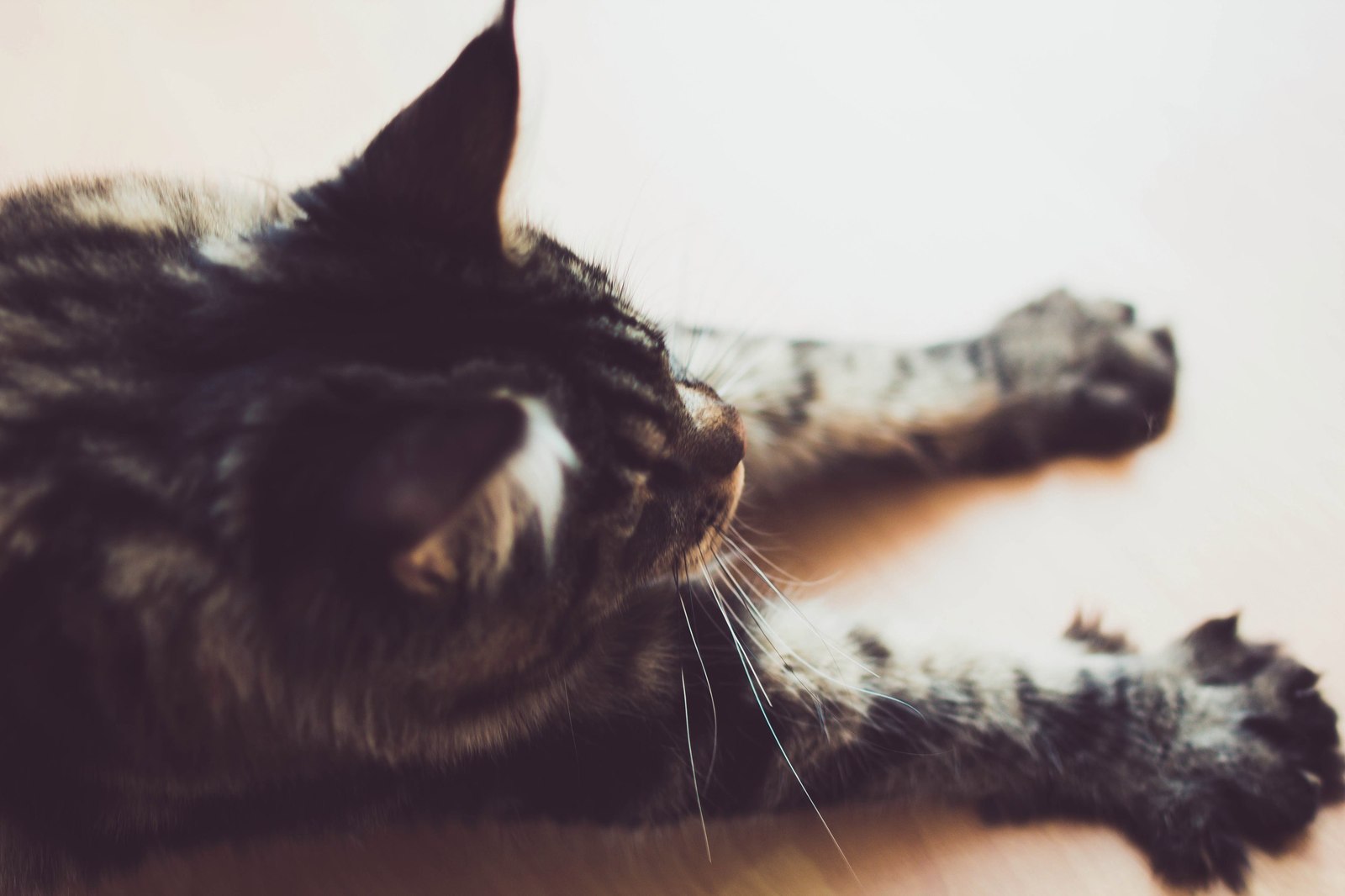 Friday cat - My, cat, Maine Coon, , Fluffy, Longpost