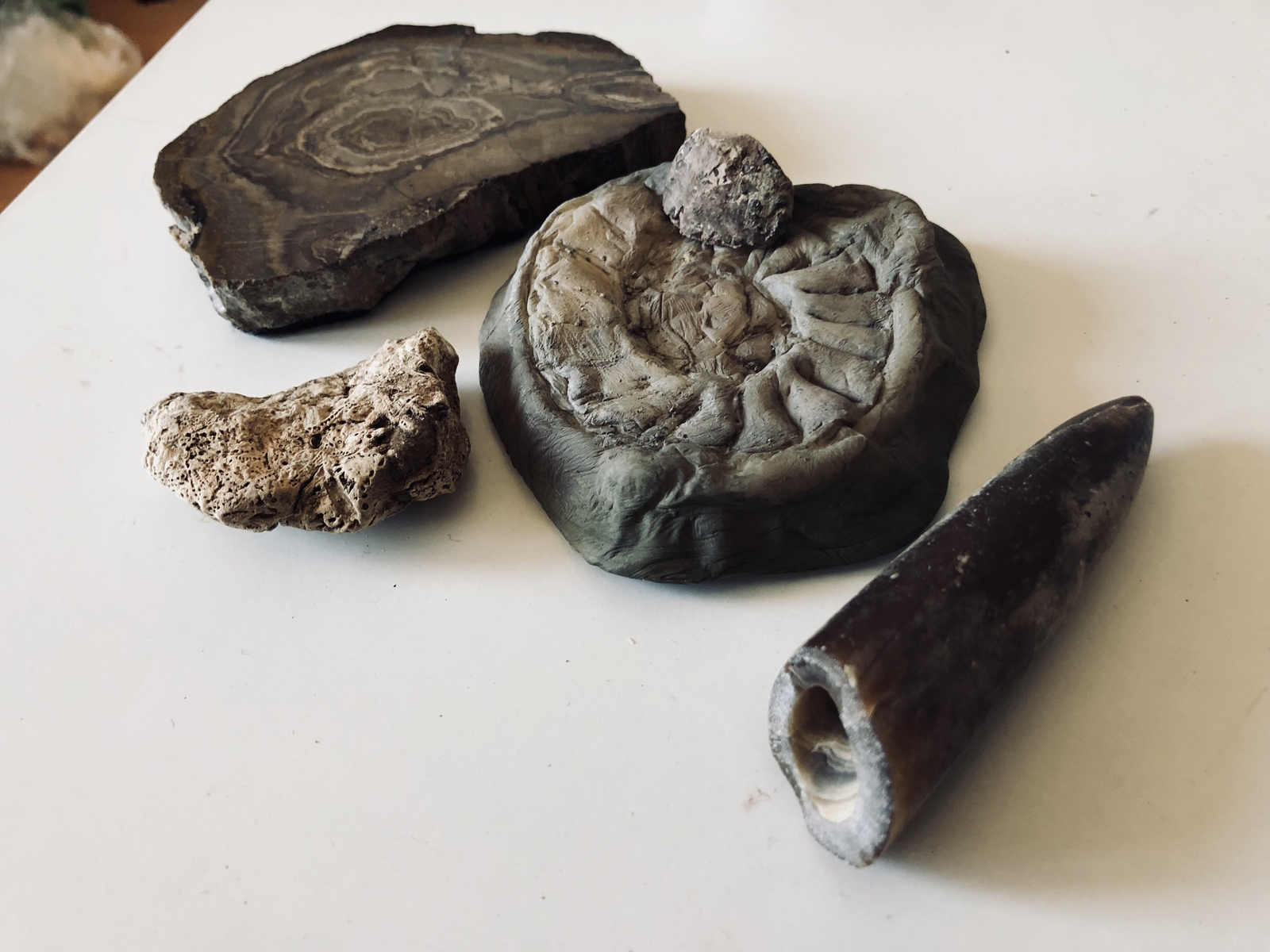 My fossil collection and trying to make something - My, Fossils, Ammonite, Handmade, Friday tag is mine, Longpost