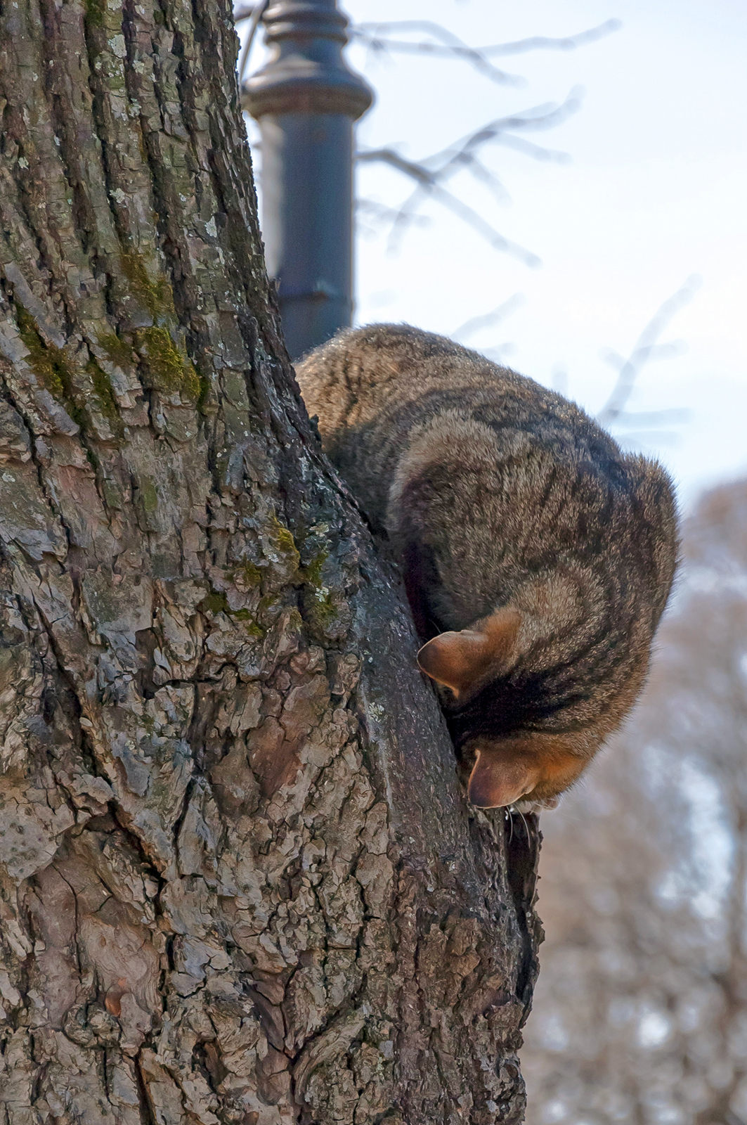 Hey, is anyone home? - My, cat, Hollow, Tree, The photo, Mustachioed - Striped, Nikon D70