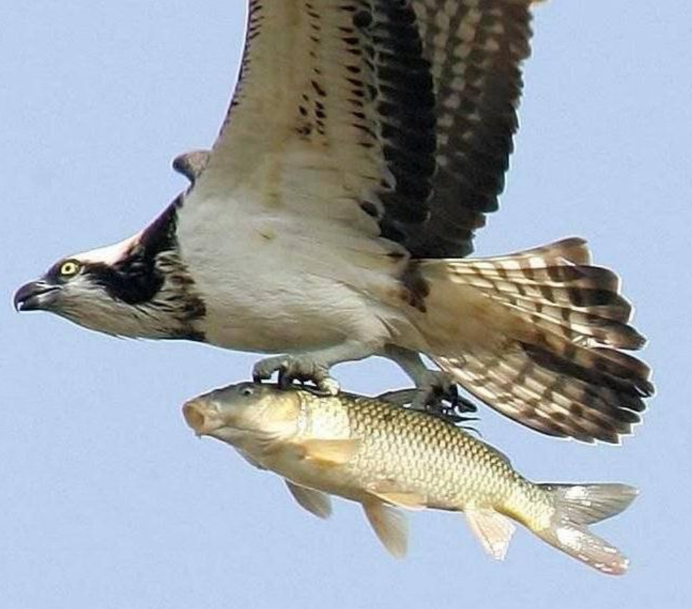 Such a different osprey - Osprey, , Bird watching, Gomel, Longpost