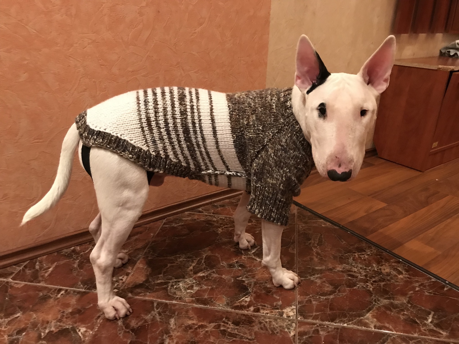 Everyone loves cats, but what if I'm a cat at heart? - My, Dog, cat, Not cats, Bull terrier, Story, Real life story, Longpost