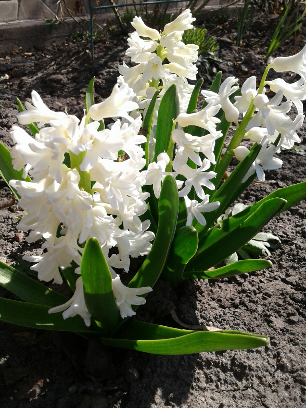 Just flowers and sunshine. - My, Spring, Flowers, Longpost, Photo on sneaker, The sun, Butterfly, Joy