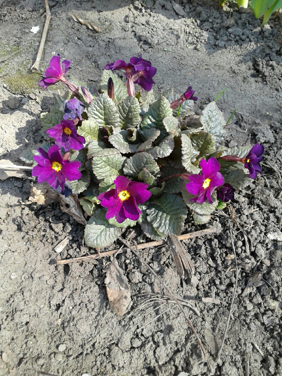 Just flowers and sunshine. - My, Spring, Flowers, Longpost, Photo on sneaker, The sun, Butterfly, Joy