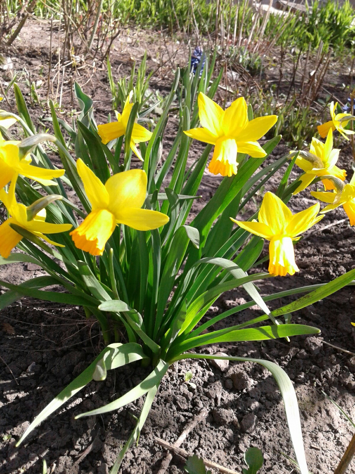 Just flowers and sunshine. - My, Spring, Flowers, Longpost, Photo on sneaker, The sun, Butterfly, Joy