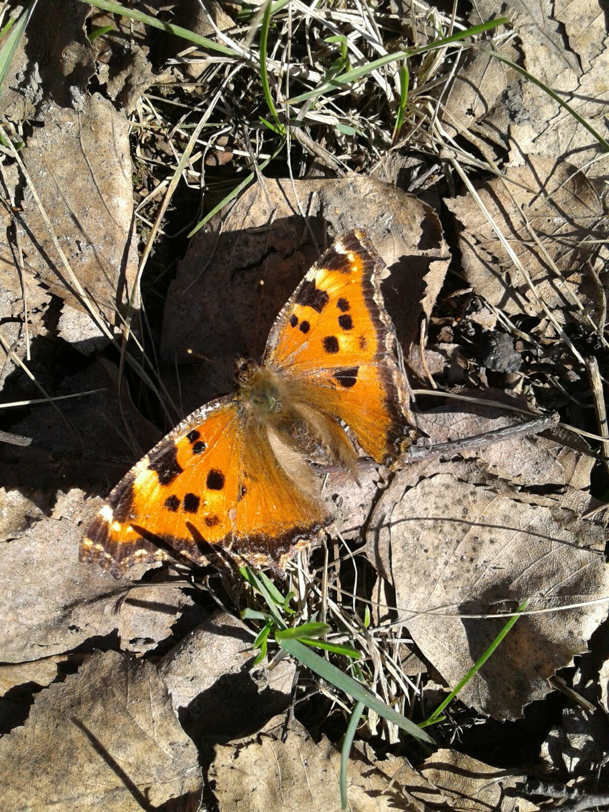 Just flowers and sunshine. - My, Spring, Flowers, Longpost, Photo on sneaker, The sun, Butterfly, Joy