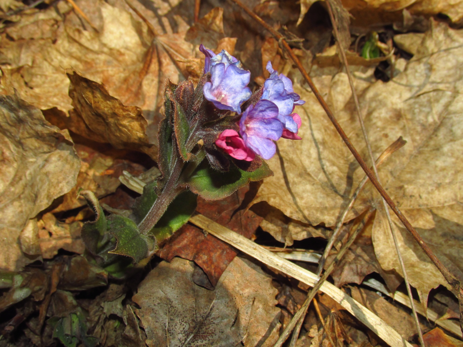 First lungwort - My, Lungwort, Flowers, Spring, Moscow, The photo