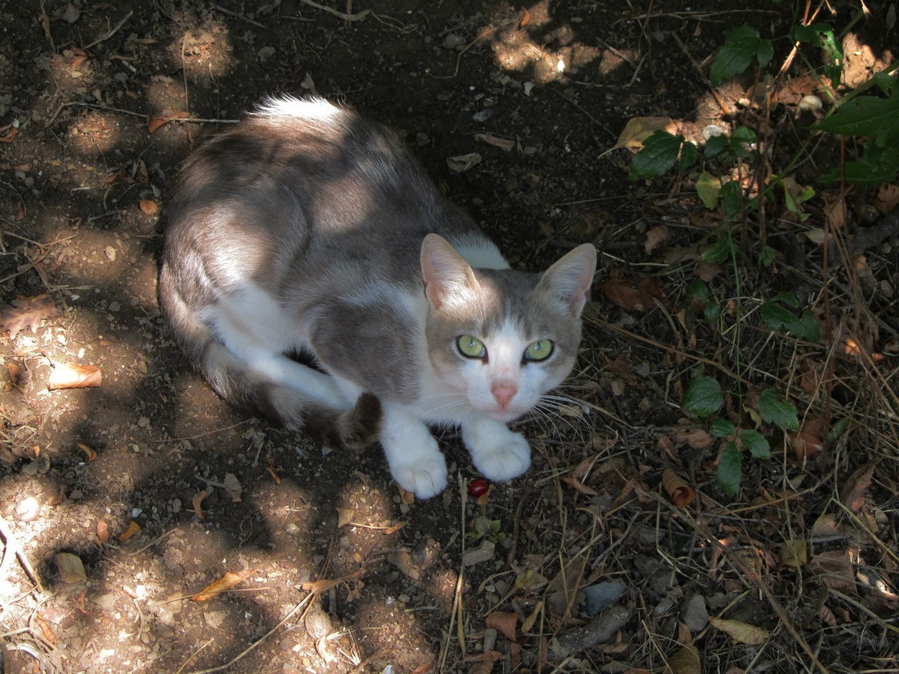 Yalta cats. - My, Yalta, cat, The photo, Longpost