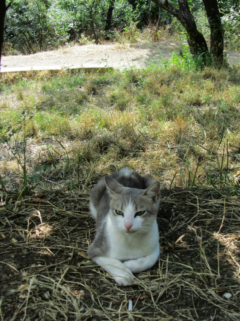 Yalta cats. - My, Yalta, cat, The photo, Longpost