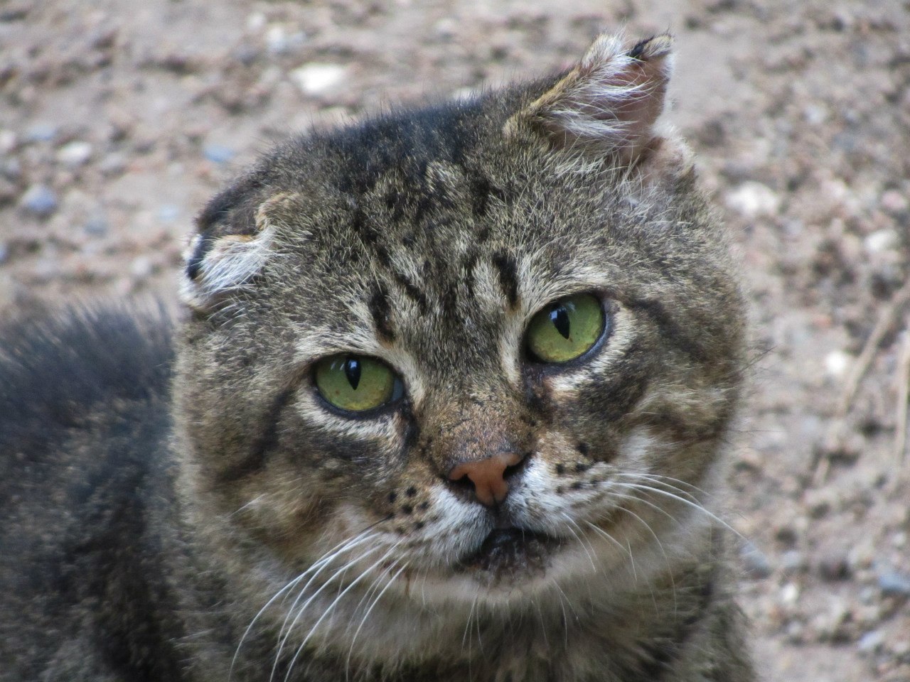 Yalta cats. - My, Yalta, cat, The photo, Longpost