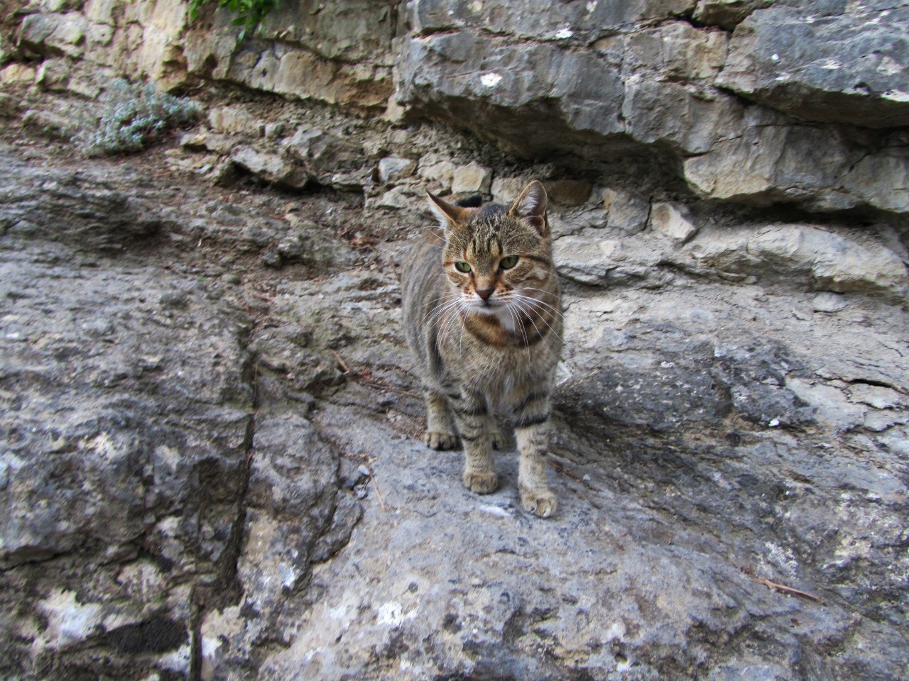 Yalta cats. - My, Yalta, cat, The photo, Longpost