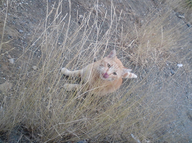 Yalta cats. - My, Yalta, cat, The photo, Longpost