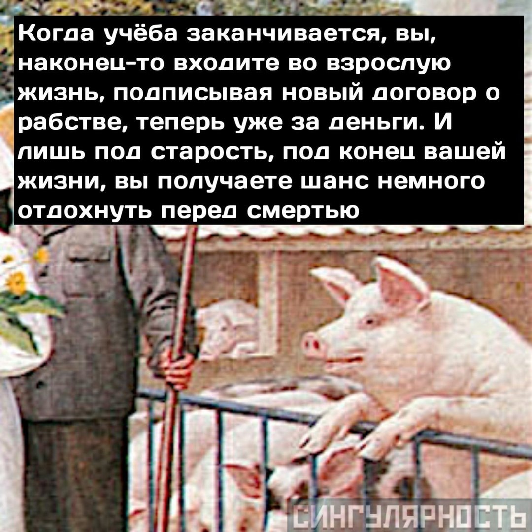 Philosopher Pig - My, Reflections, Pig, Comics, VK group, Meaning, With meaning, Longpost, Singularity comics, Thoughts, Public