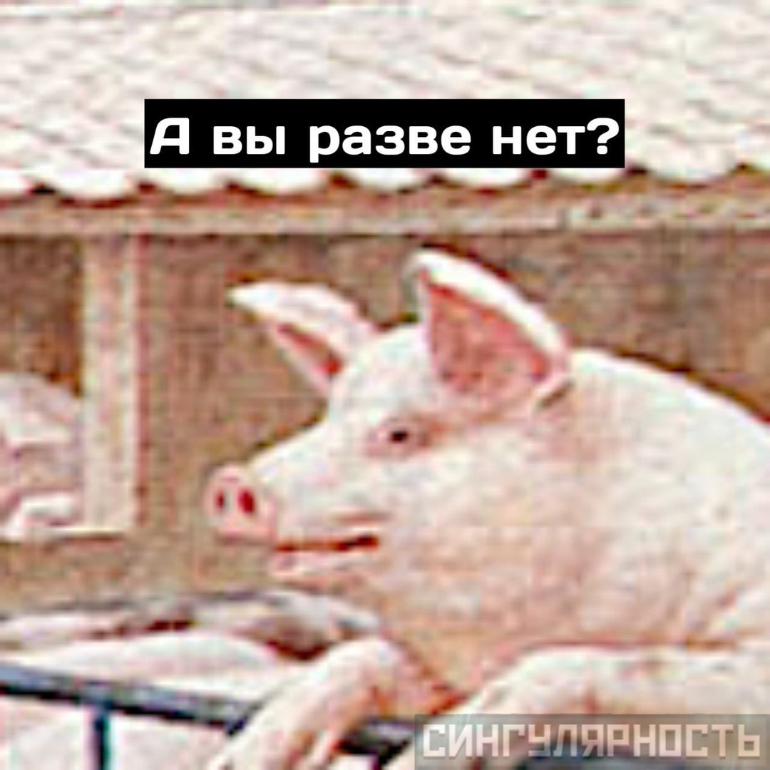 Philosopher Pig - My, Reflections, Pig, Comics, VK group, Meaning, With meaning, Longpost, Singularity comics, Thoughts, Public