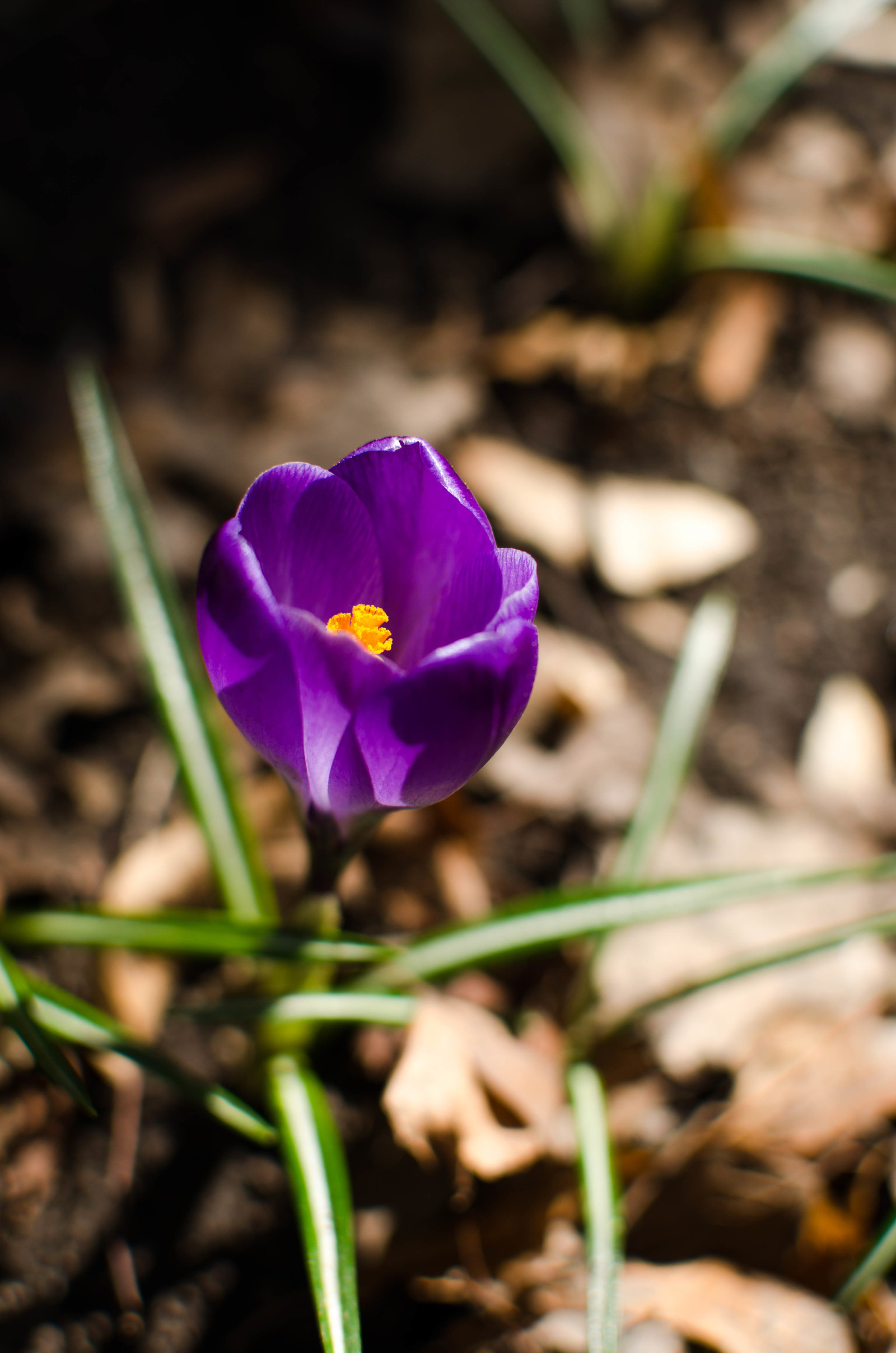 Fresh primroses to you! - My, Beginning photographer, Primroses, Spring, Longpost