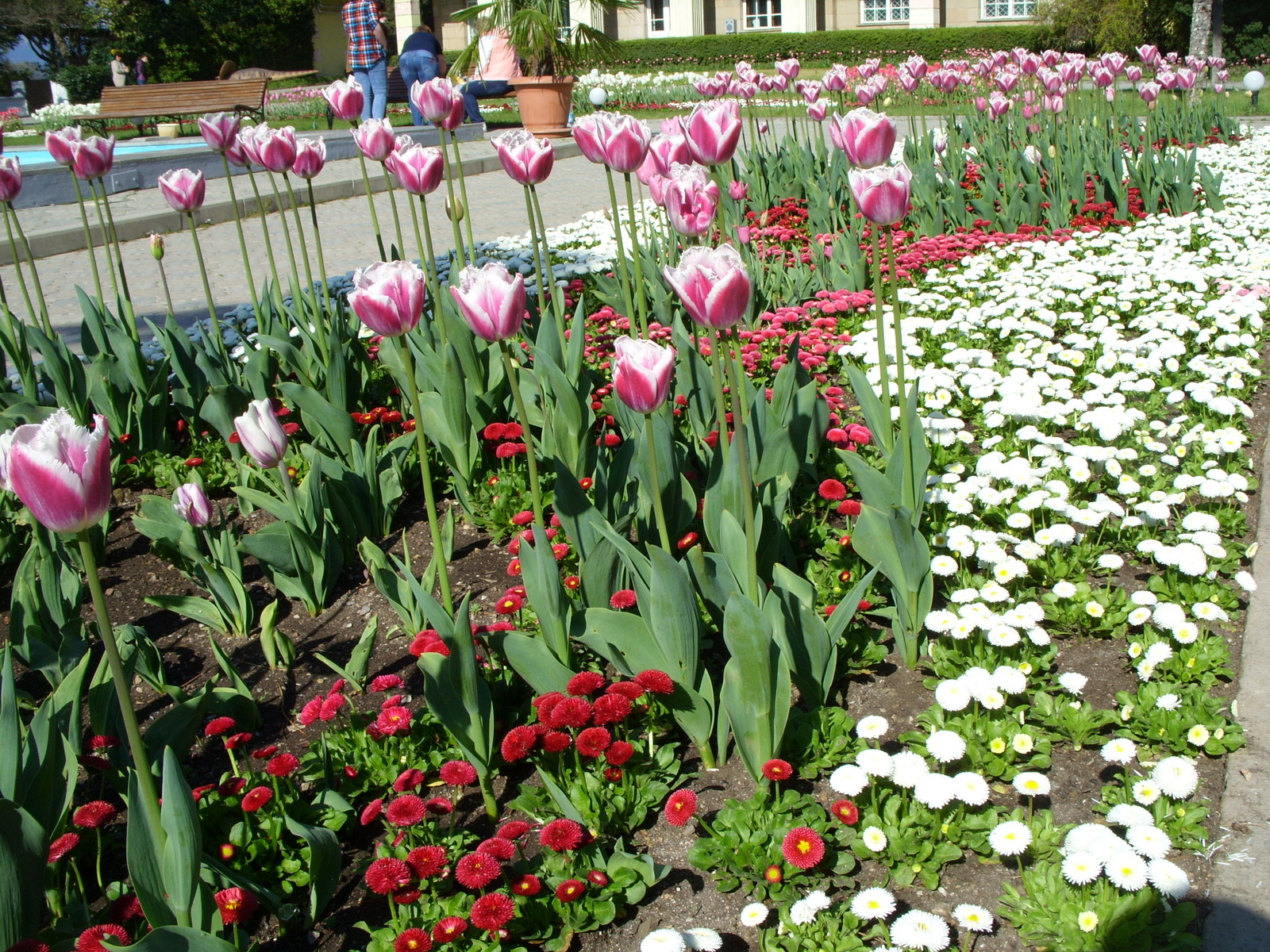 Nikitsky Botanical Garden. - My, Nikitsky Botanical Garden, Tulip Festival, Yalta, Longpost