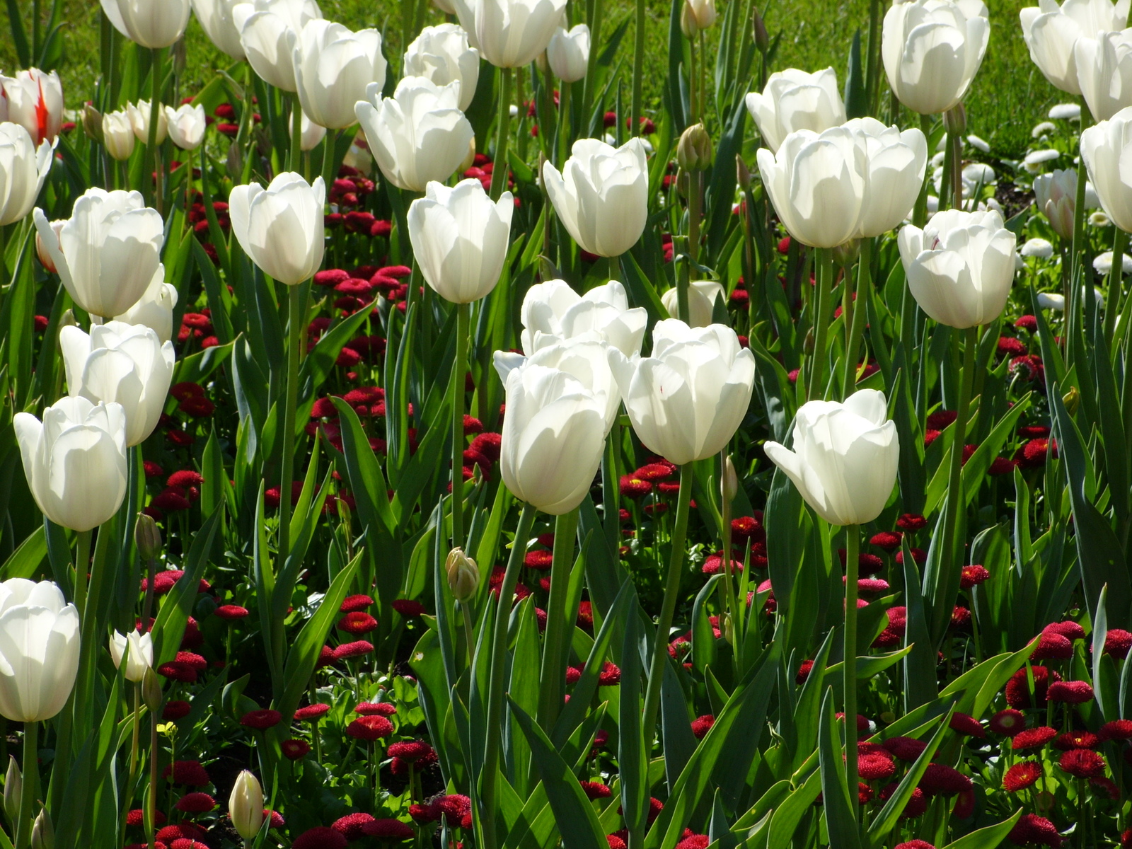 Nikitsky Botanical Garden. - My, Nikitsky Botanical Garden, Tulip Festival, Yalta, Longpost