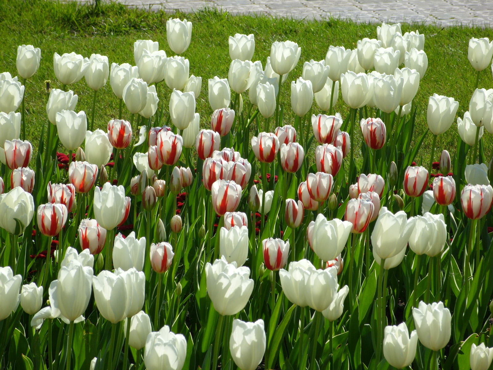 Nikitsky Botanical Garden. - My, Nikitsky Botanical Garden, Tulip Festival, Yalta, Longpost