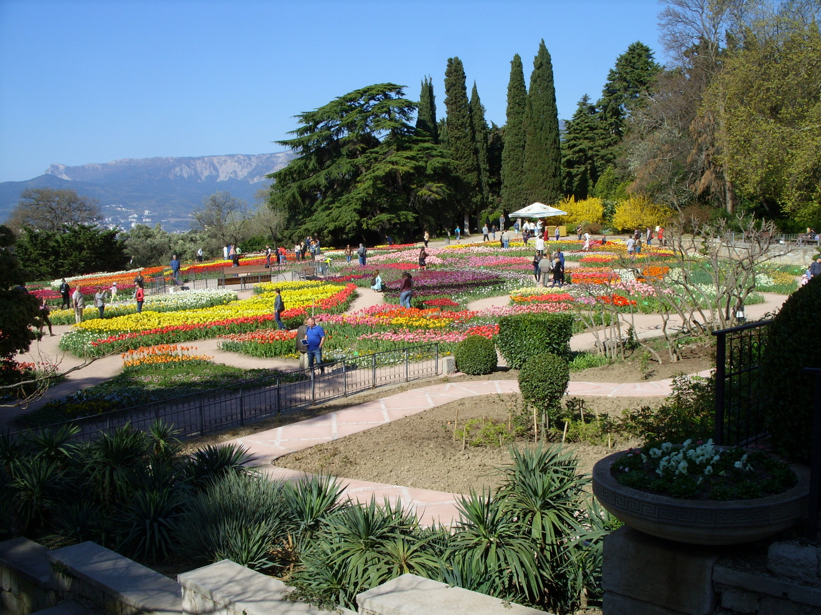 Nikitsky Botanical Garden. - My, Nikitsky Botanical Garden, Tulip Festival, Yalta, Longpost