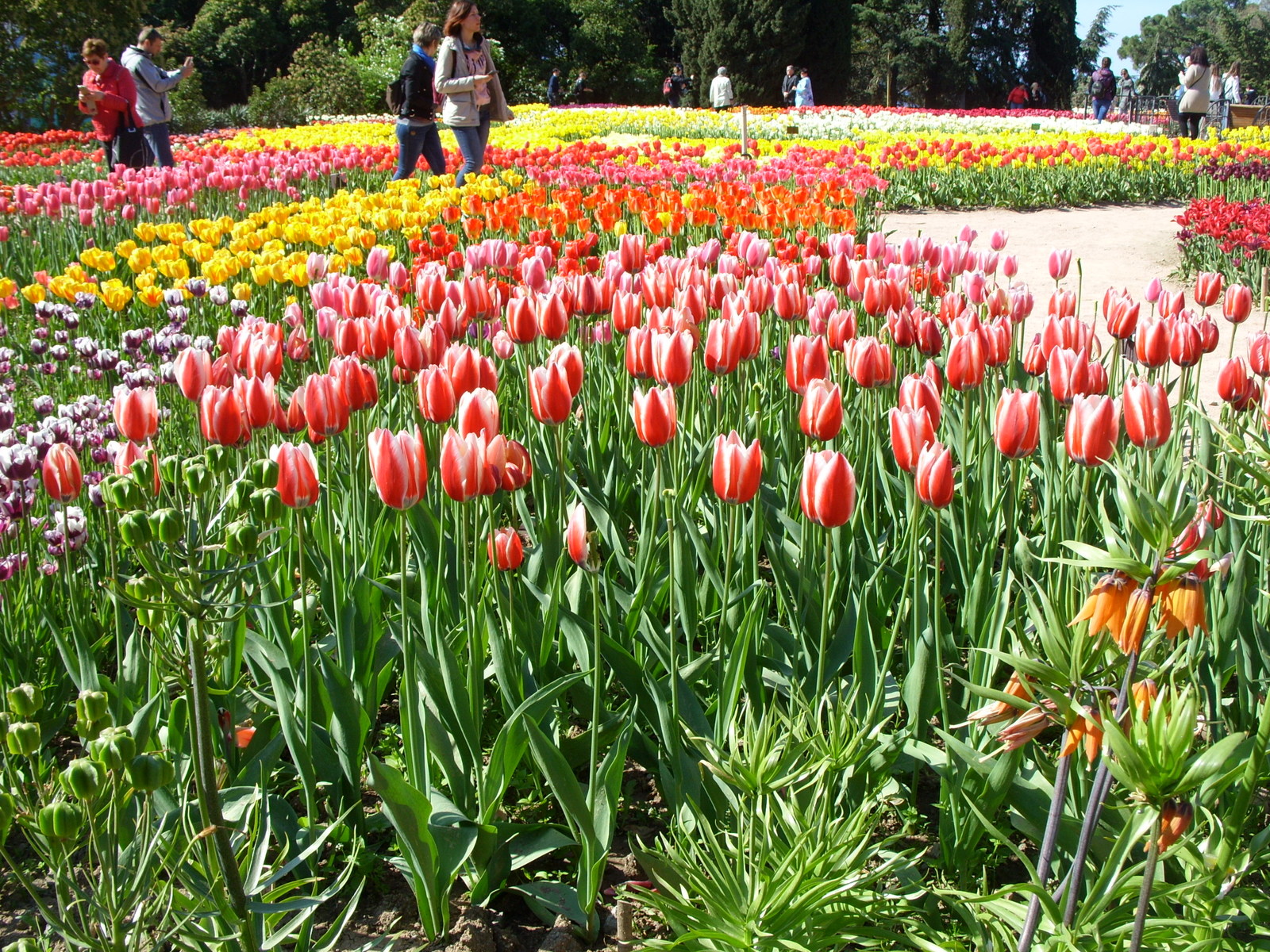 Nikitsky Botanical Garden. - My, Nikitsky Botanical Garden, Tulip Festival, Yalta, Longpost