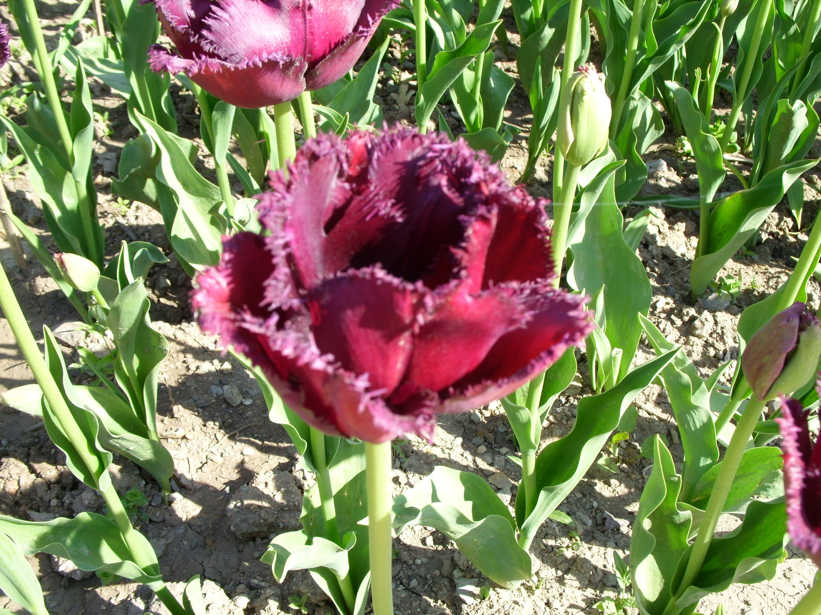 Nikitsky Botanical Garden. - My, Nikitsky Botanical Garden, Tulip Festival, Yalta, Longpost