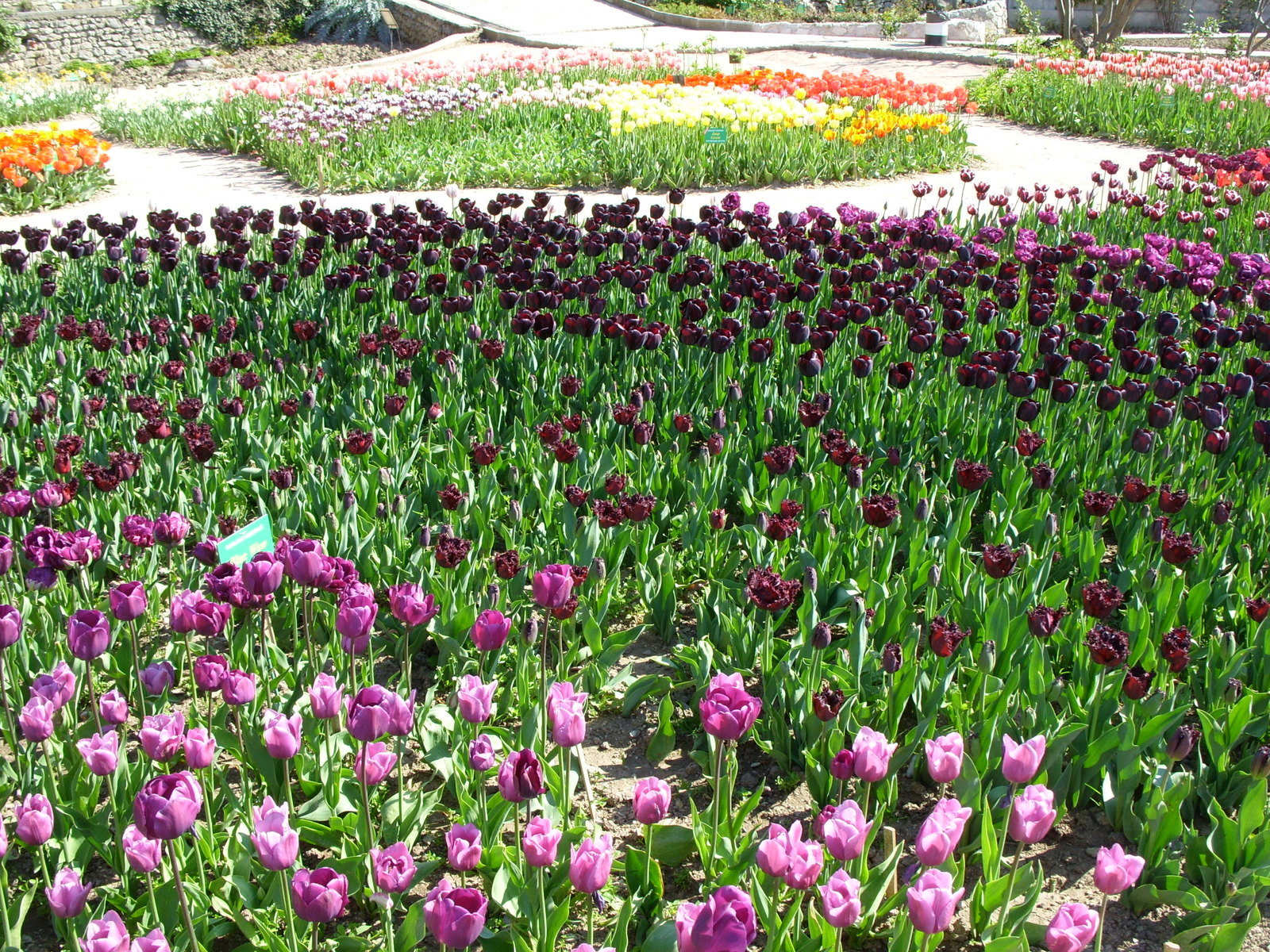 Nikitsky Botanical Garden. - My, Nikitsky Botanical Garden, Tulip Festival, Yalta, Longpost