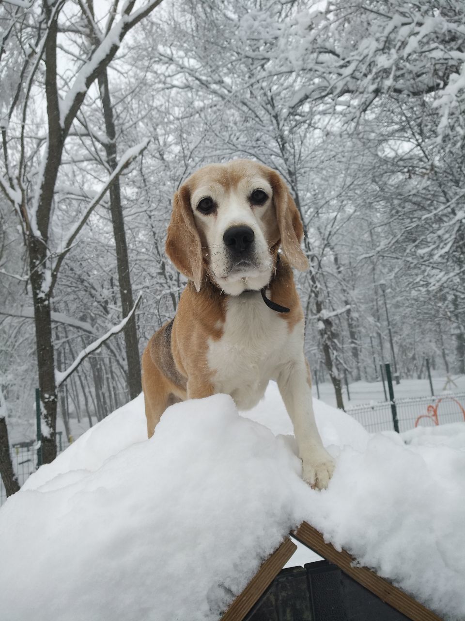 Anniversary of marriage. - My, Dog, Beagle, Anniversary, Pumpkin, Longpost